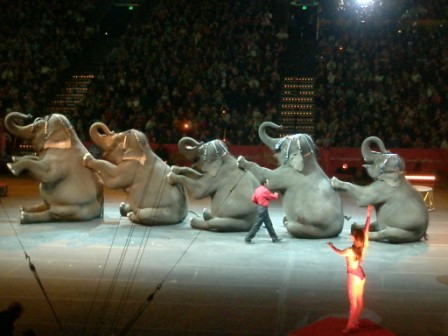 The circus elephants